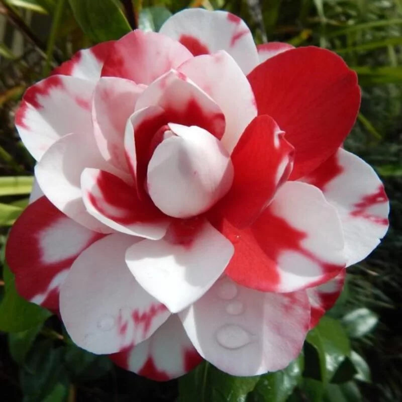 Weiß hell Rot Kamelie Blumensamen zur Aussaat – saisonal Dauerblüher – Traditionssorte & ohne Gentechnik Samen Hausgarten
