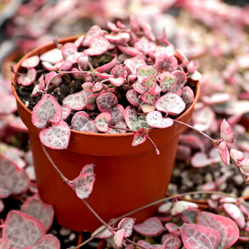 Ceropegia String Hearts Pretty Rosa Samen Blumensamen zur Aussaat – pflegeleicht – Traditionssorte & ohne Gentechnik Samen Hausgarten