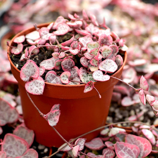 Ceropegia String Hearts Pretty Rosa Samen Blumensamen zur Aussaat – pflegeleicht – Traditionssorte & ohne Gentechnik Samen Hausgarten