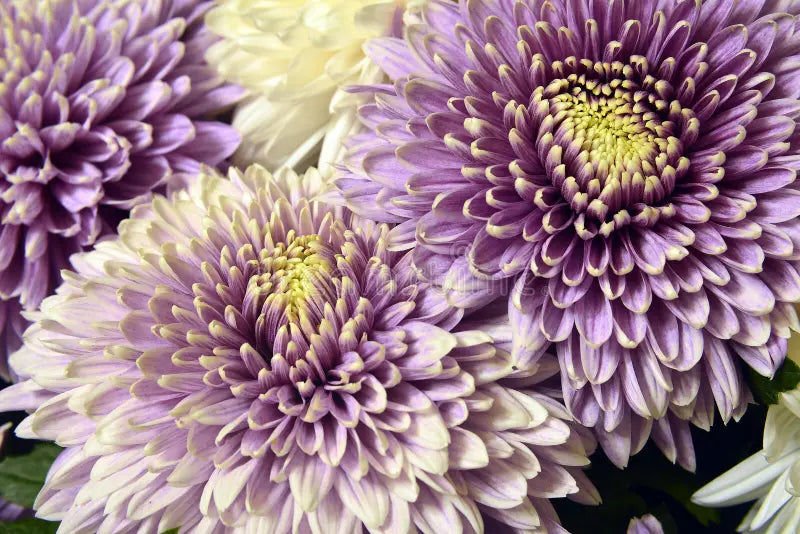 Lila Weiß Chrysantheme Blumensamen zur Aussaat – Drought verträglich – Traditionssorte & ohne Gentechnik Samen Hausgarten