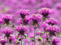 Rot Bergamot Monarda Blumensamen zur Aussaat saisonal Dauerblüher Traditionssorte & ohne Gentechnik Samen Hausgarten