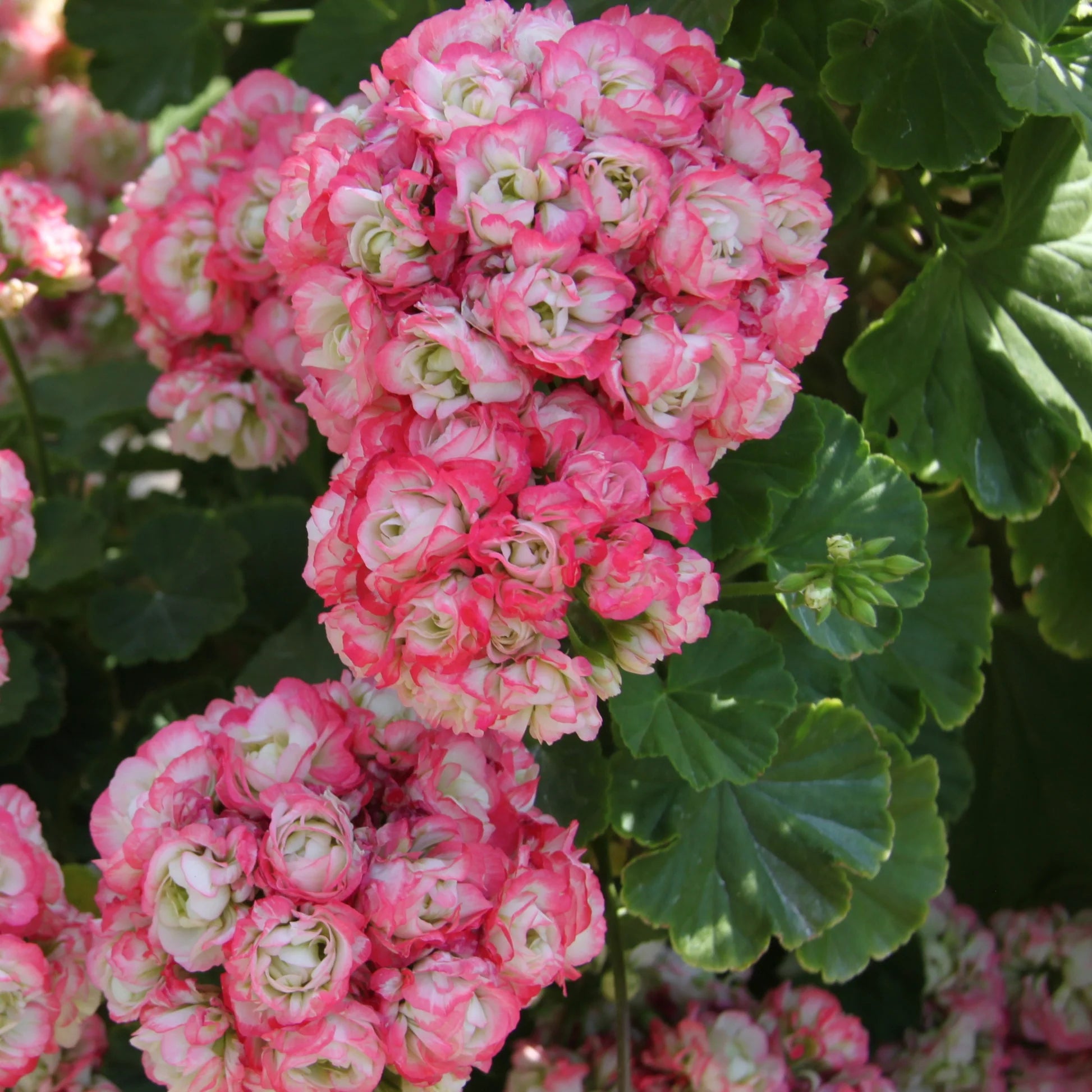 Geranie Apple Blossom Samen zur Aussaat leuchtend Garten Blüten