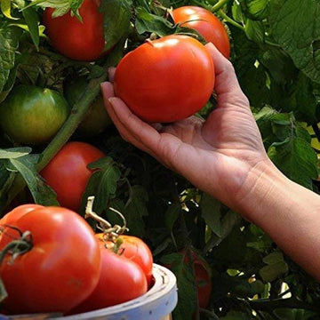 Vecchio wyandotte tomato samen für aussaat