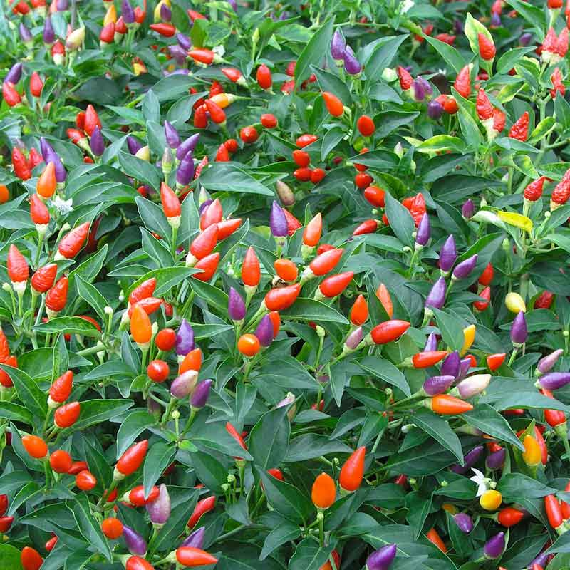 Rainbow bell pepper samen für gemüse garten aussaat