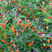 Rainbow bell pepper samen für gemüse garten aussaat