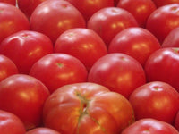 German tomato pflanzen in gemüse patch