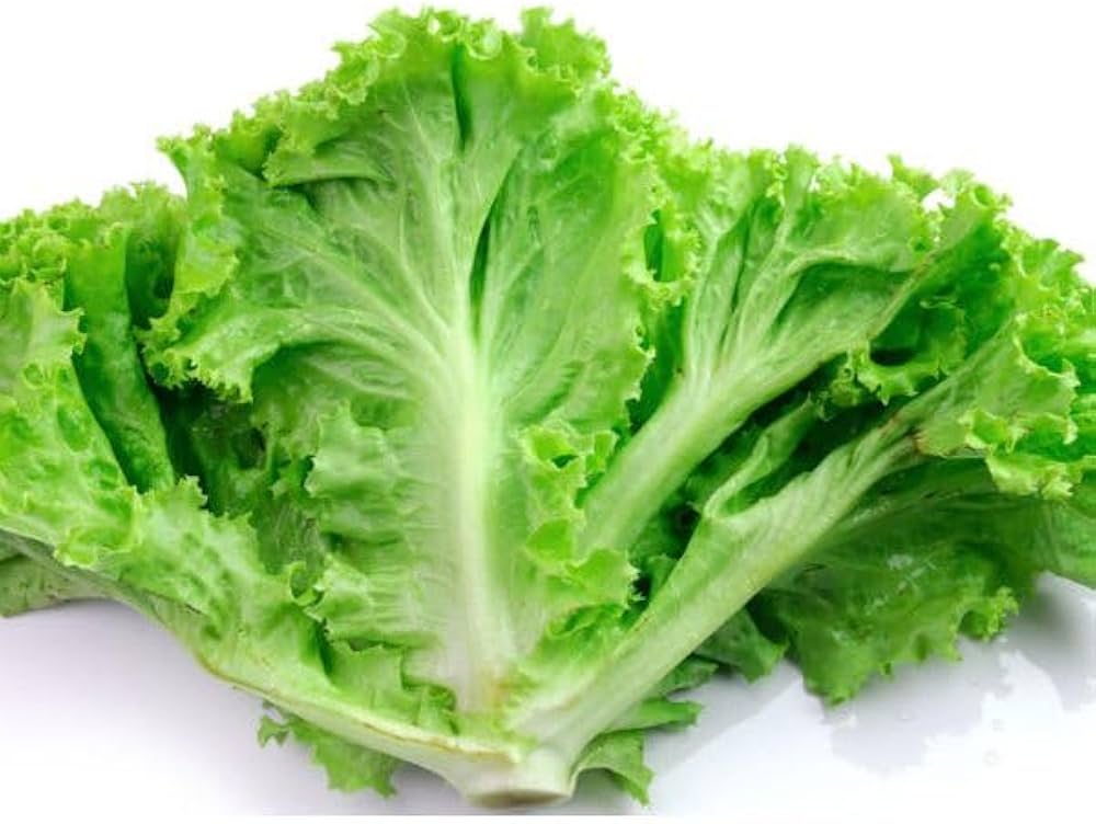 Slobolt lettuce samen für gemüse patches
