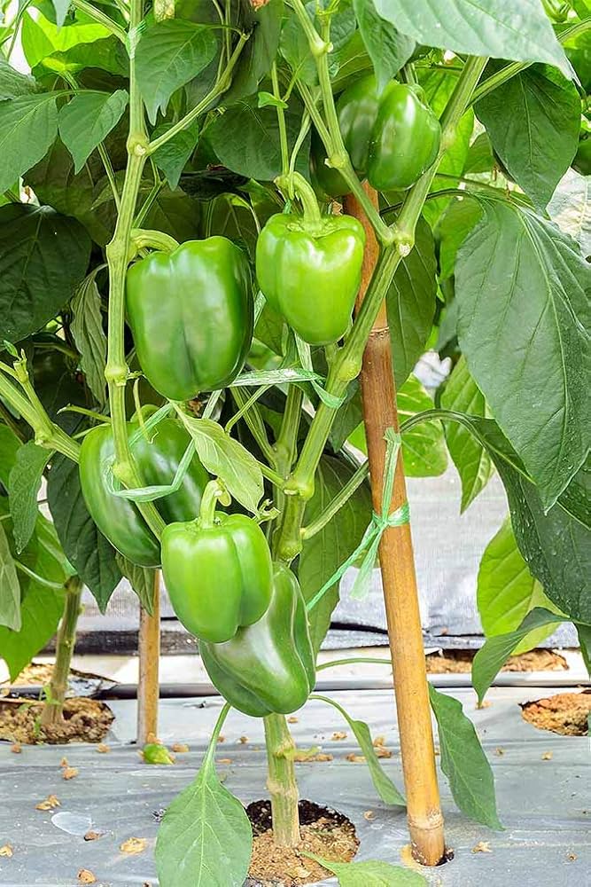 Pepper pflanzen wachsend in gemüse patch