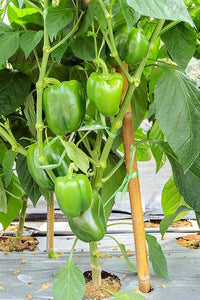 Pepper pflanzen wachsend in gemüse patch