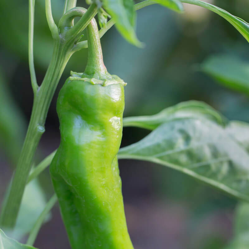 Italienische süße pepper samen für gemüse patch aussaat