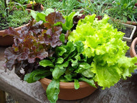 Mixed salad greens samen für gemüse patches