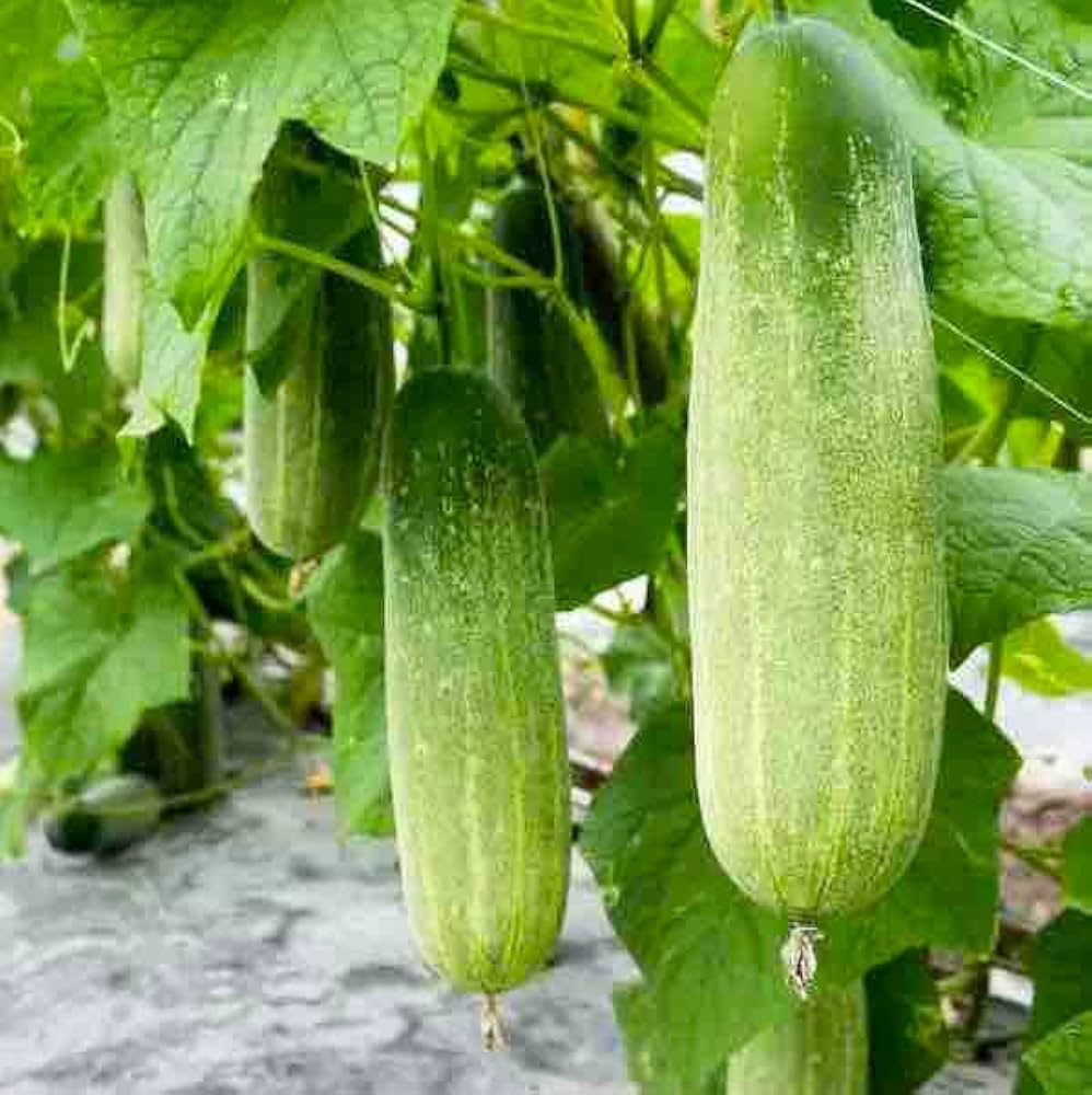 Pepper samen aus essential garten gemüse samen pack