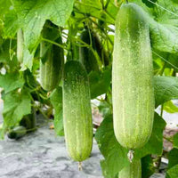Pepper samen aus essential garten gemüse samen pack