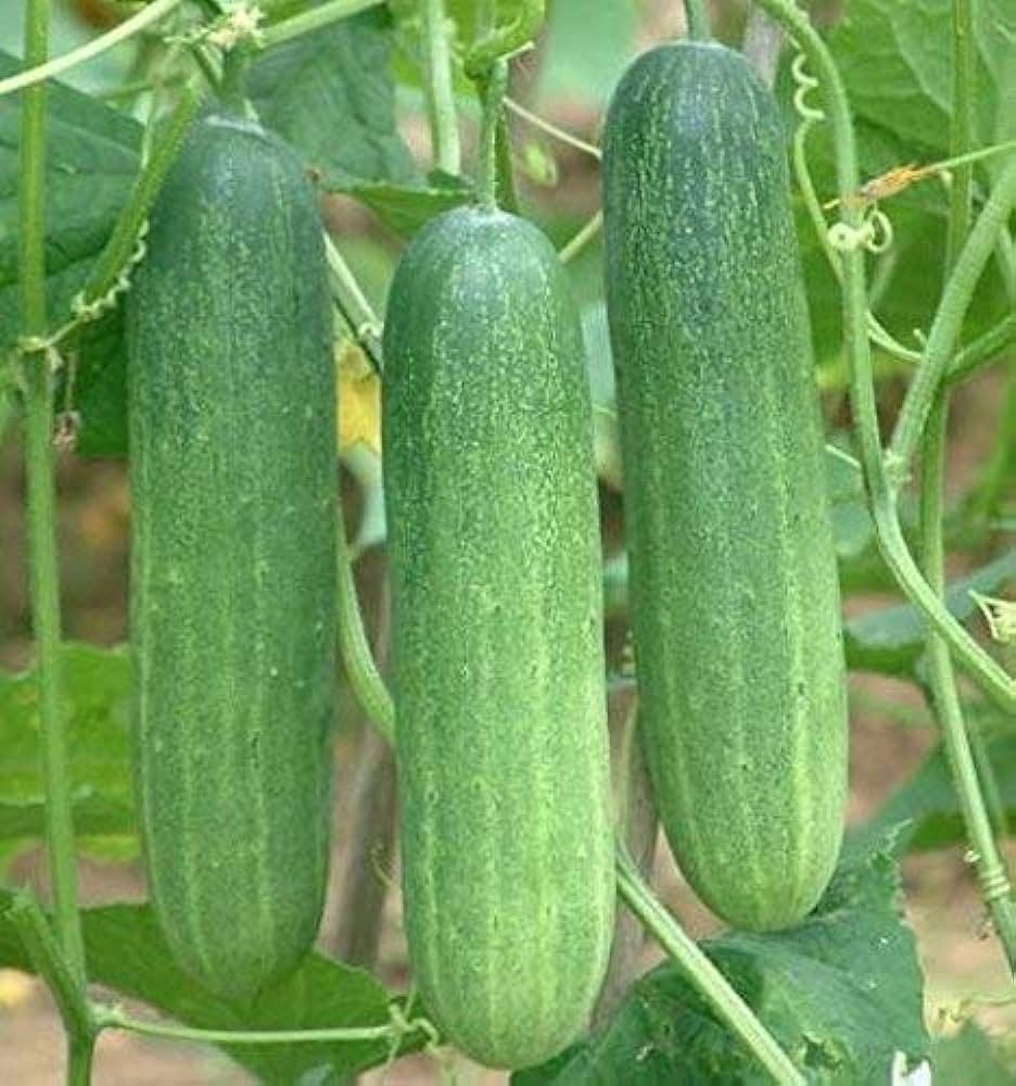 Tomato samen aus essential garten gemüse samen pack