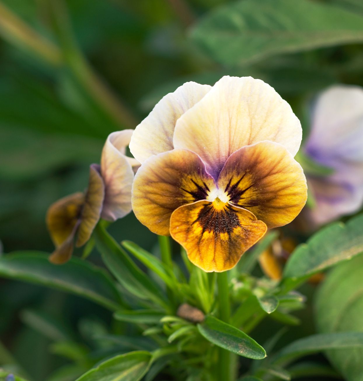 Chocolate mehrjährig Blumensamen zur Aussaat Drought verträglich Traditionssorte & ohne Gentechnik Samen Hausgarten