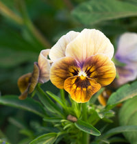 Chocolate mehrjährig Blumensamen zur Aussaat Drought verträglich Traditionssorte & ohne Gentechnik Samen Hausgarten