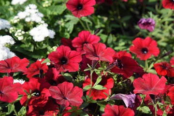 Velour petunia samen for anpflanzung