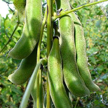 Mucuna Gemüse Samen zum Pflanzen