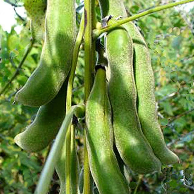 Mucuna Gemüse Samen zum Pflanzen