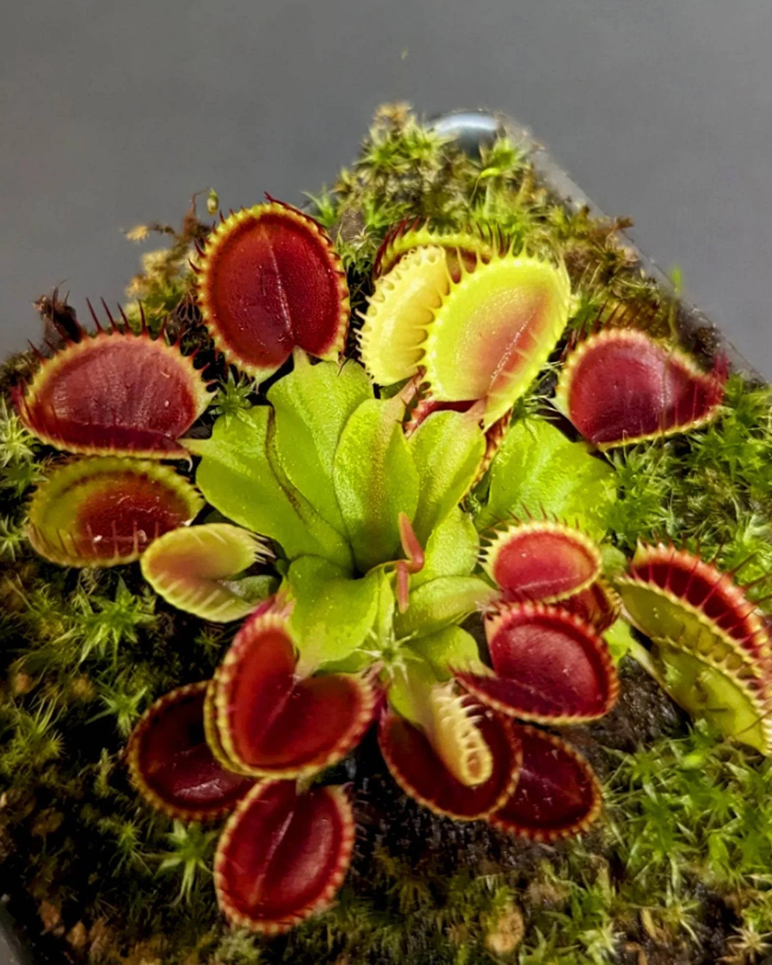 Carnivorous Blumensamen zur Aussaat Schnitt Blume beliebt Traditionssorte & ohne Gentechnik Samen Hausgarten