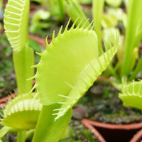 Live Venus Flytrap in outdoor bog style Garten