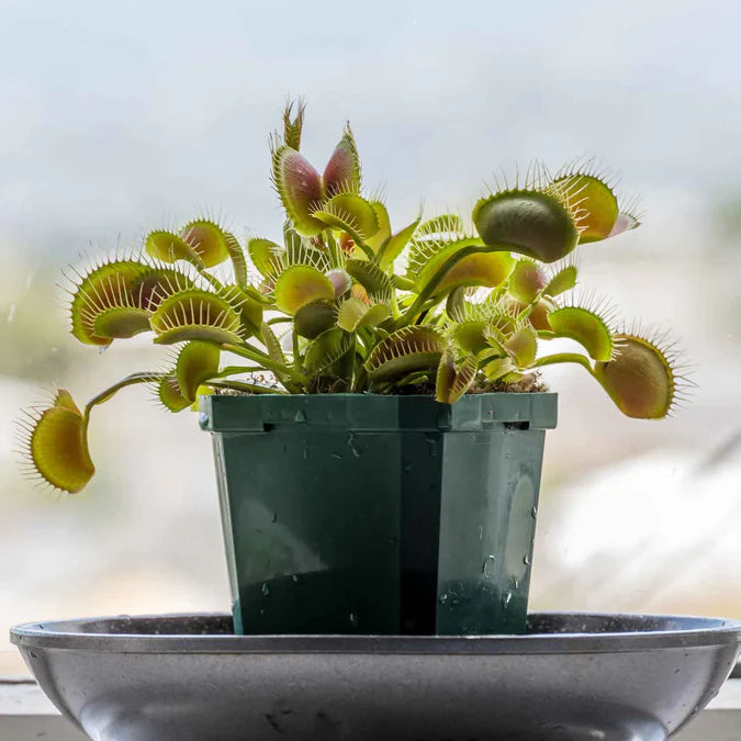 Live Venus Flytrap Pflanze in terrarium display