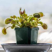 Live Venus Flytrap Pflanze in terrarium display