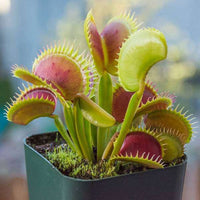 Venus Flytrap Samen Aussaat and care instructions