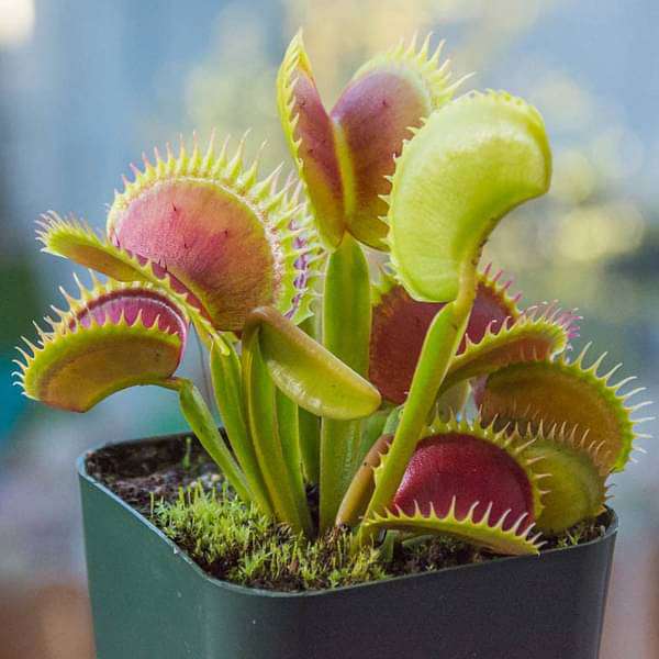 Venus Flytrap Samen Aussaat and care instructions