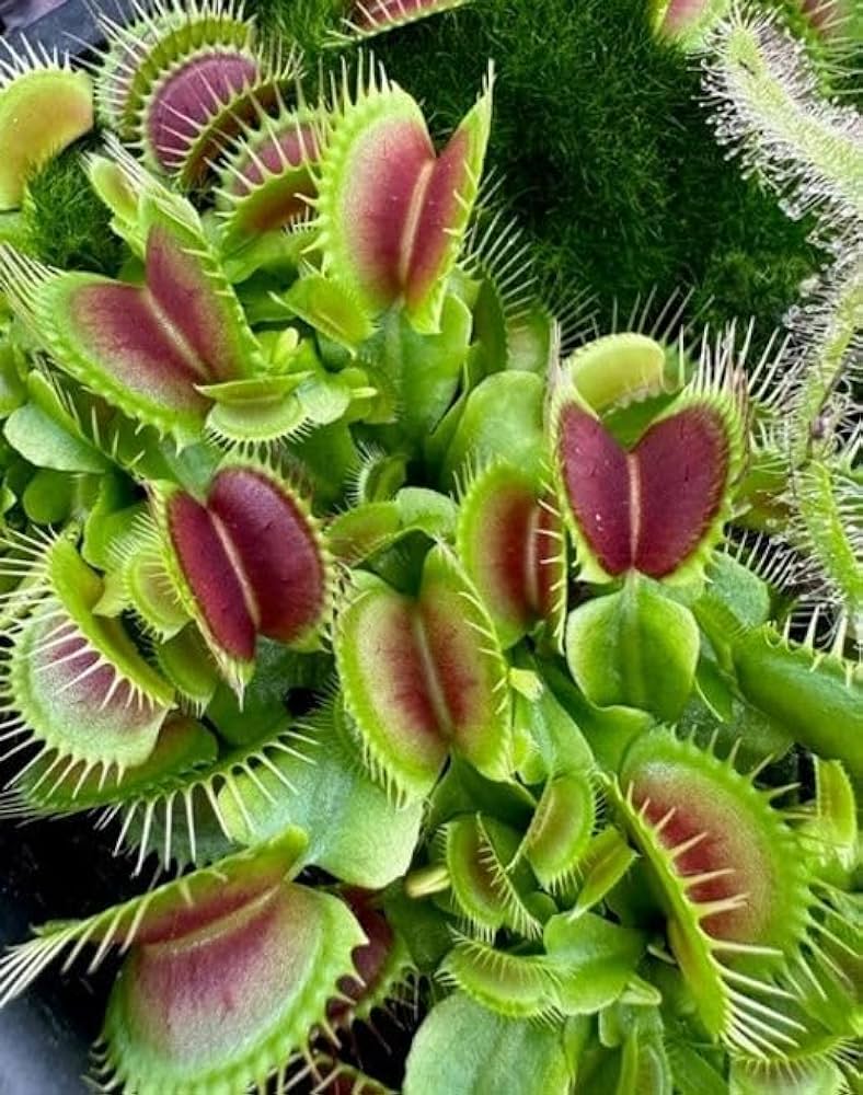 Venus Flytrap grown from Samen in terrarium display