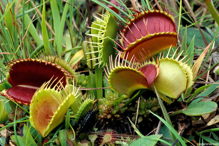 Carnivorous Blumensamen zur Aussaat Schnitt Blume beliebt Traditionssorte & ohne Gentechnik Samen Hausgarten