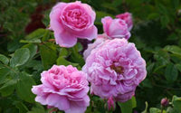 klein Rosa Dragon Rose Blumensamen zur Aussaat – Landhaus Garten wichtig – Traditionssorte & ohne Gentechnik Samen Hausgarten