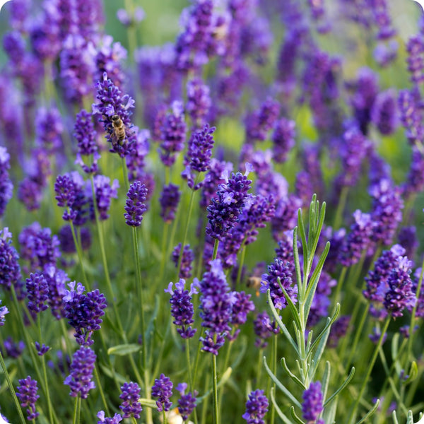 Vera English Lavender Samen Lavandula angustifolia purple Blumen