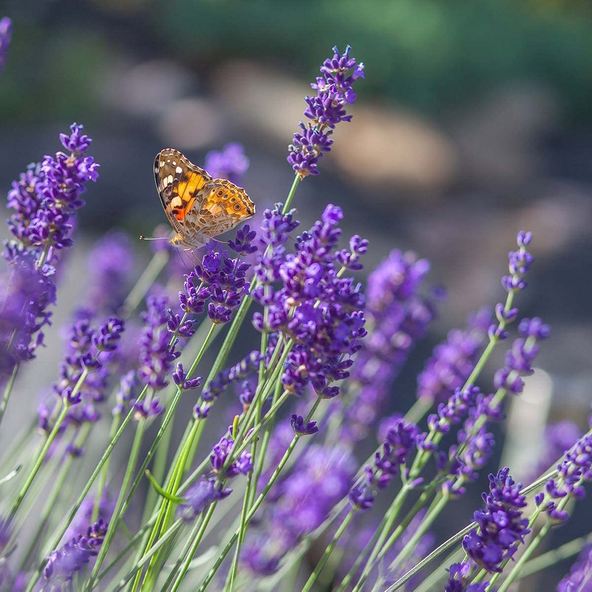 Vera English Lavender border Aussaat grown from Samen