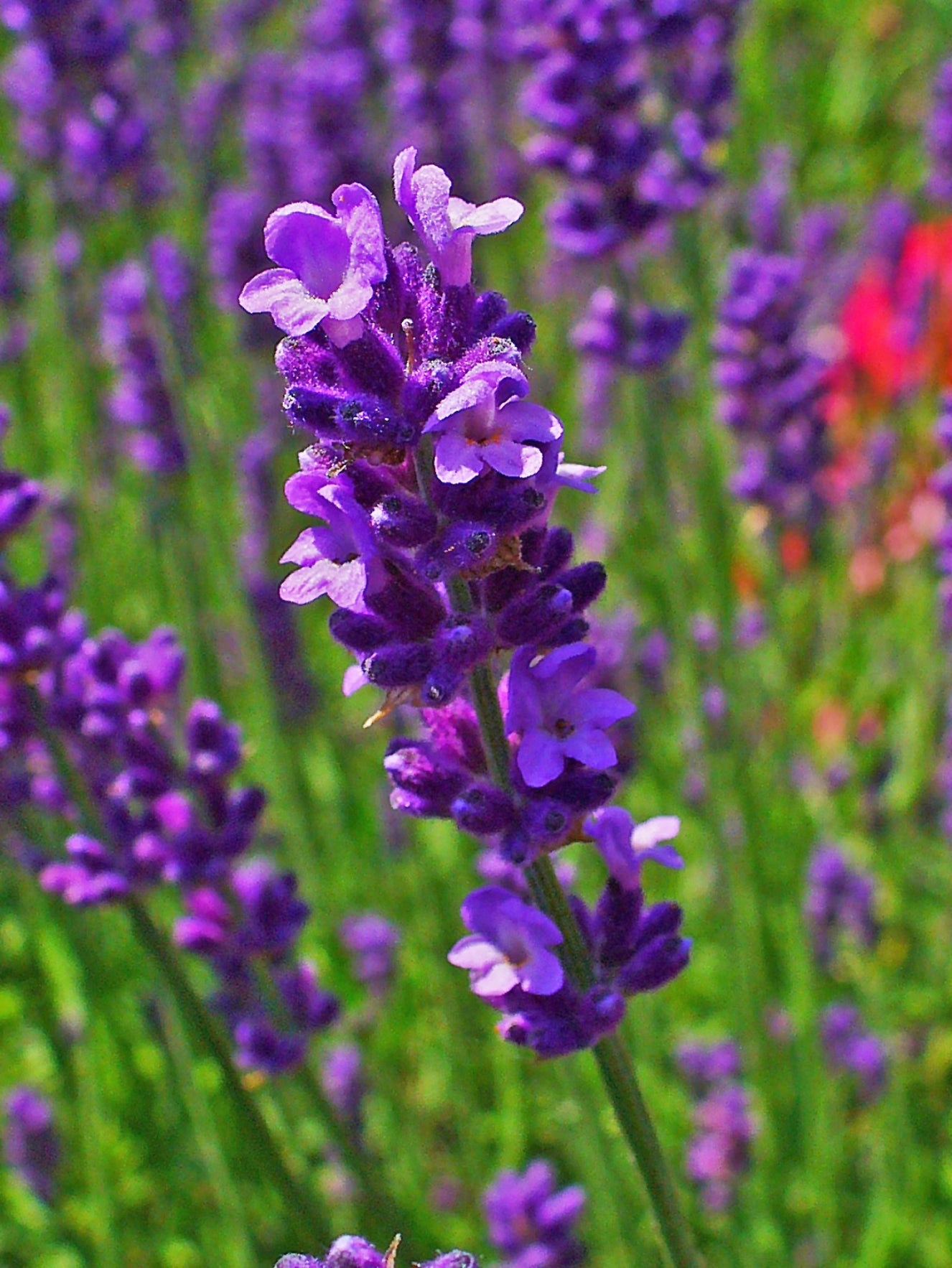 Lavendel Vera Blumensamen zur Aussaat saisonal Dauerblüher Traditionssorte & ohne Gentechnik Samen Hausgarten