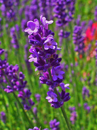 Lavendel Vera Blumensamen zur Aussaat saisonal Dauerblüher Traditionssorte & ohne Gentechnik Samen Hausgarten