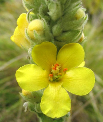 Gelb Verbascum Blumensamen zur Aussaat
