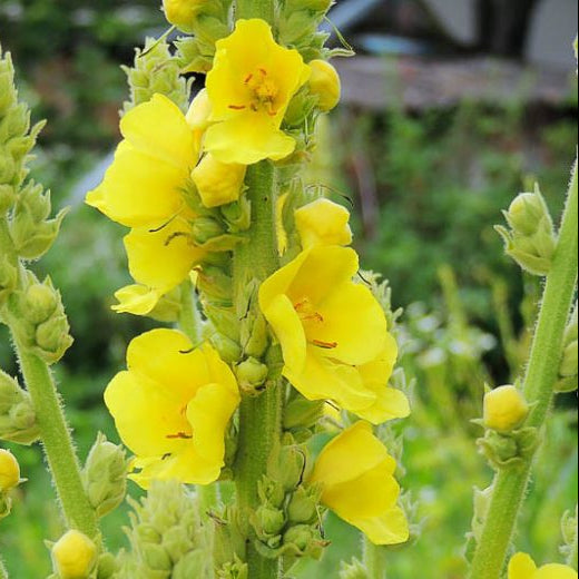 Gelb Verbascum Blumensamen zur Aussaat