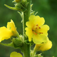 Verbascum thapsus great mullein samen