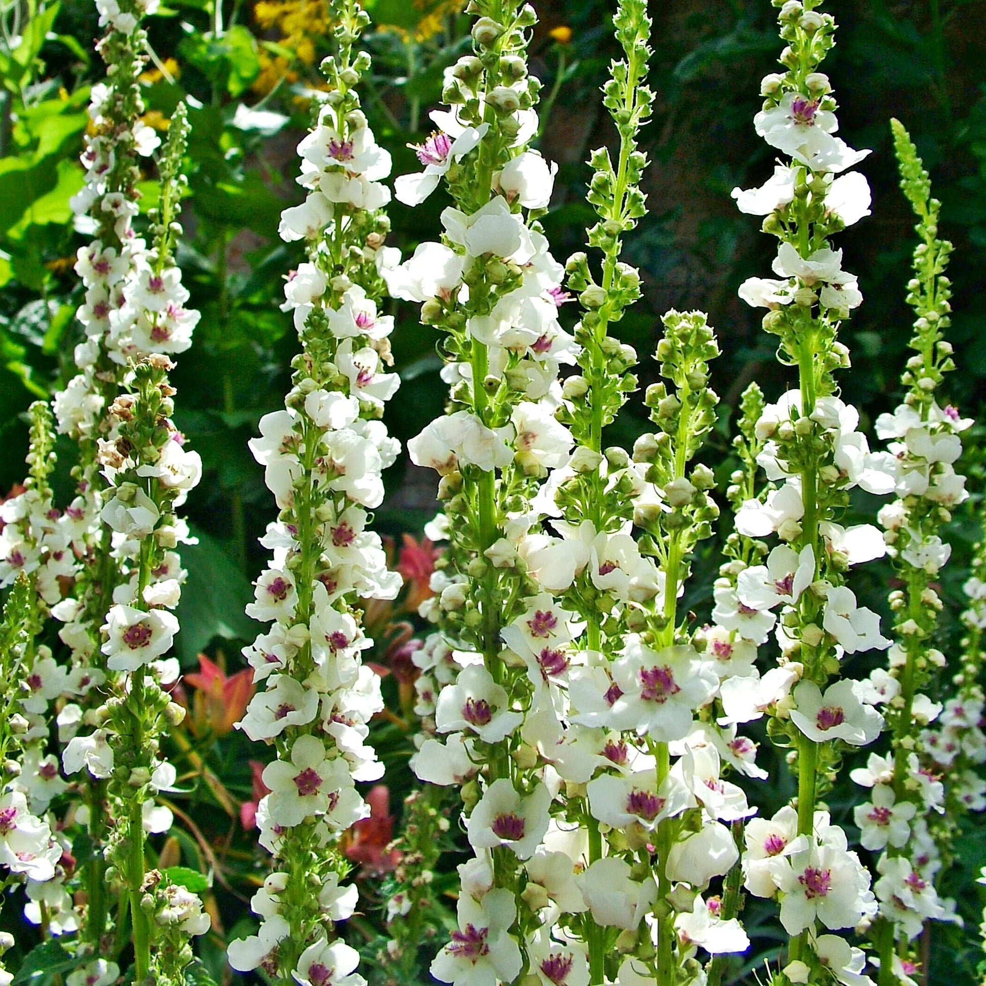 Antique Rose Verbascum Blumensamen zur Aussaat – Landhaus Garten wichtig – Traditionssorte & ohne Gentechnik Samen Hausgarten