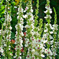 Antique Rose Verbascum Blumensamen zur Aussaat – Landhaus Garten wichtig – Traditionssorte & ohne Gentechnik Samen Hausgarten