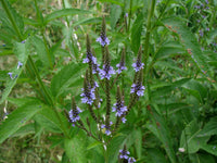 Blau verbena pflanzen in garten borders