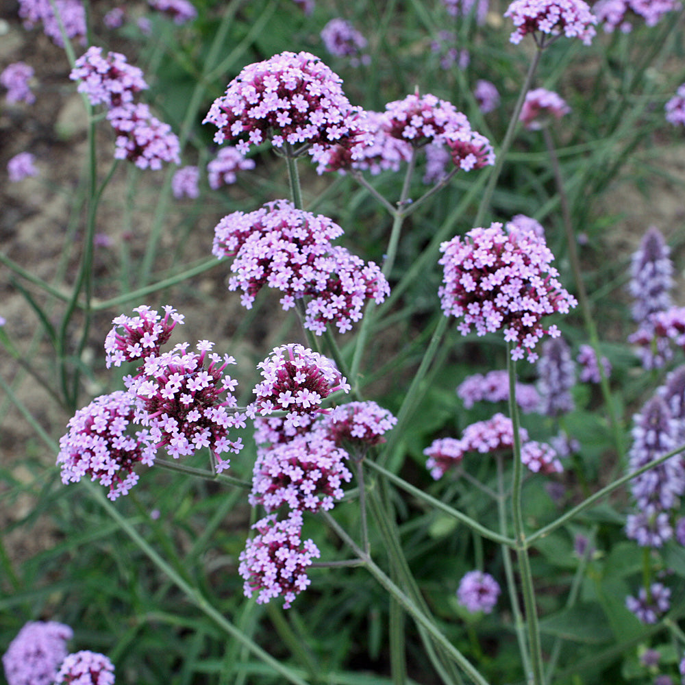 Eisenkraut Bonariensis Blumensamen zur Aussaat Schnitt Blume beliebt Traditionssorte & ohne Gentechnik Samen Hausgarten