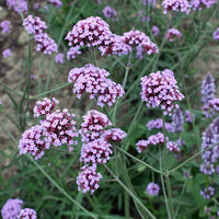 Eisenkraut Bonariensis Blumensamen zur Aussaat Schnitt Blume beliebt Traditionssorte & ohne Gentechnik Samen Hausgarten