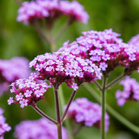 Purple Blumen of Buenos Aires Verbena in full bloom