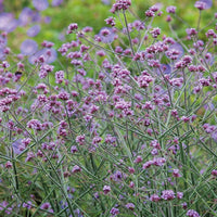 Verbena bonariensis pflanze wachsend in full sun