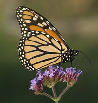 Packet of Verbena bonariensis Blume Samen