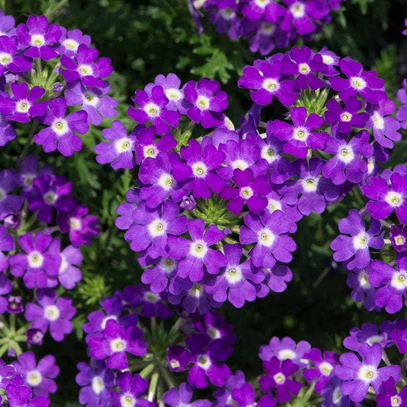 Semitrailing (semitrailing verbena) samen for anpflanzung in home garten