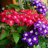 Verbena blume samen for anpflanzung