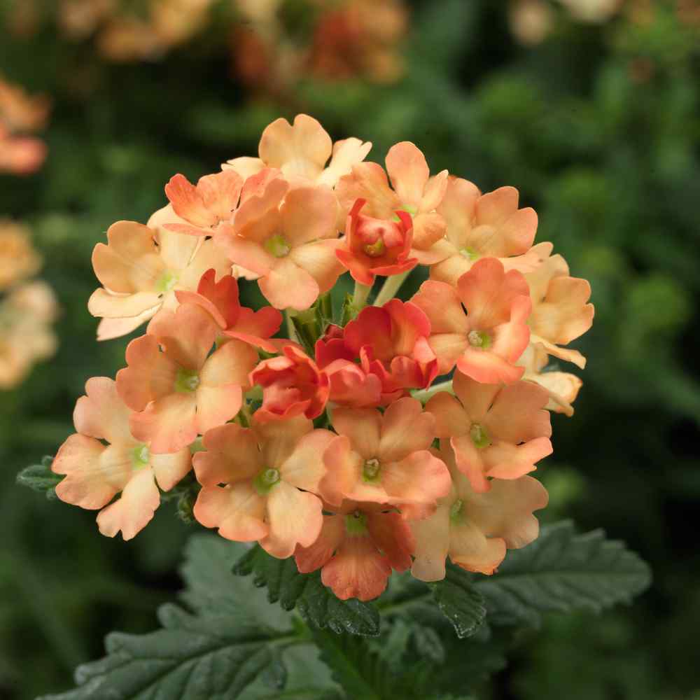 Verbena blume samen anpflanzung light orange